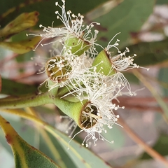 Eucalyptus umbra