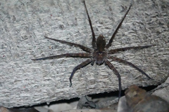 Heteropoda jugulans