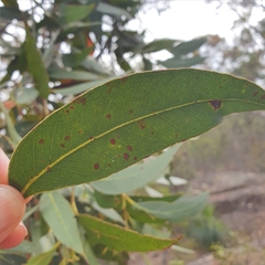 Eucalyptus umbra