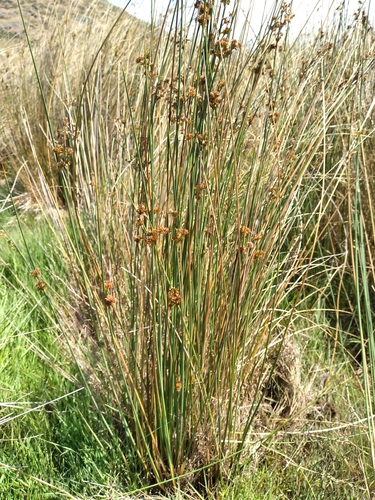 Image of Juncus australis by (c) Leon Perrie, some rights reserved (CC BY)