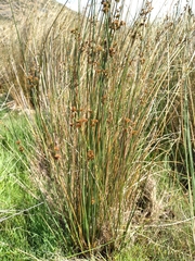 Juncus australis