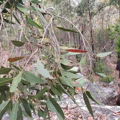 Eucalyptus umbra