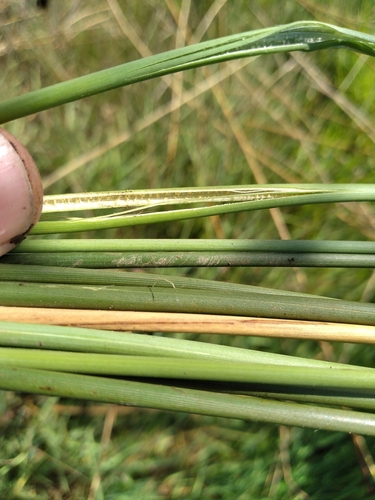 Image of Juncus australis by (c) Leon Perrie, some rights reserved (CC BY)