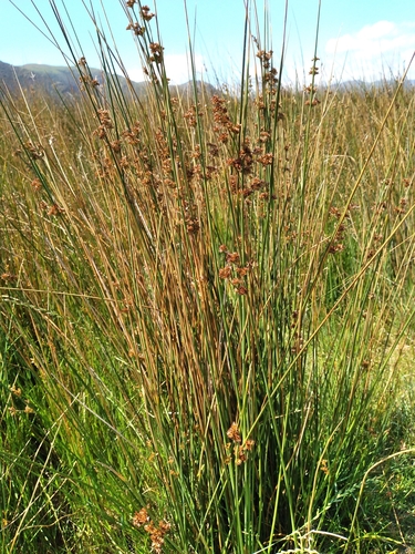 Juncus amabilis (Juncus amabilis)