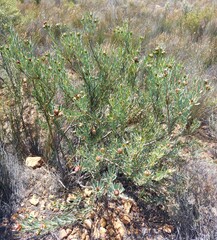 Leucadendron glaberrimum erubescens