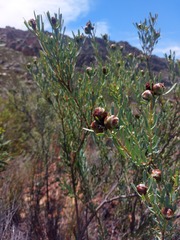 Leucadendron glaberrimum erubescens
