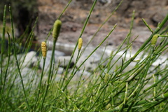 Equisetum ramosissimum