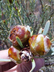 Leucadendron glaberrimum erubescens