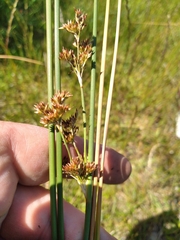 Juncus amabilis