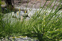 Equisetum ramosissimum