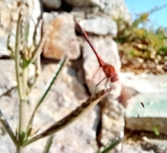 Trithemis arteriosa
