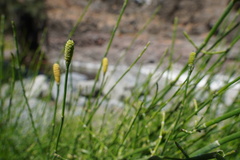 Equisetum ramosissimum