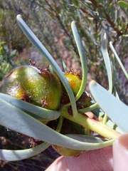 Leucadendron glaberrimum erubescens