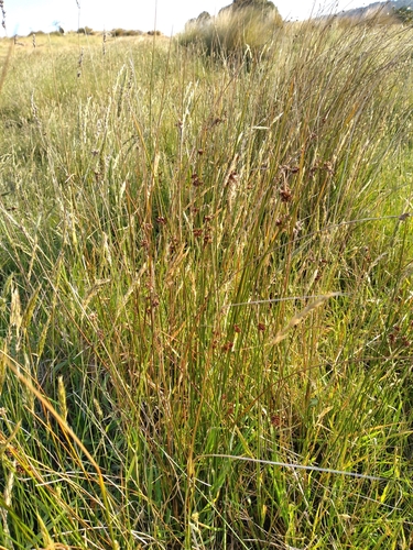 Juncus filicaulis (Juncus filicaulis)