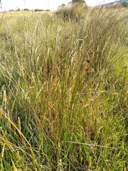 Juncus filicaulis