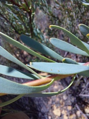 Leucadendron glaberrimum erubescens