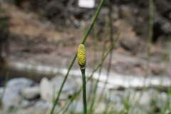 Equisetum ramosissimum