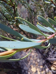 Leucadendron glaberrimum erubescens