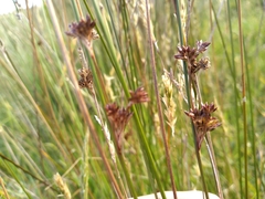 Juncus filicaulis