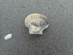 Pecten novaezelandiae