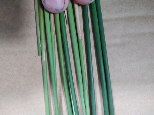 Juncus amabilis (Juncus amabilis)