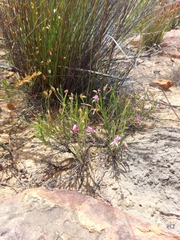 Pelargonium coronopifolium