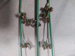 Juncus amabilis