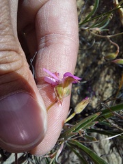 Pelargonium coronopifolium