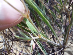 Pelargonium coronopifolium