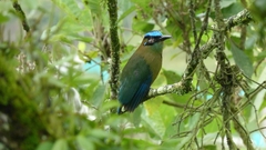 Momotus aequatorialis