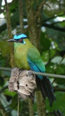 Momotus aequatorialis