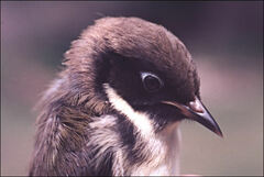 Melithreptus affinis