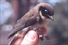 Melithreptus affinis