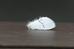 Euproctis albolyclene