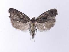 Cryptaspasma querula