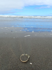 Pecten novaezelandiae