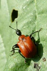 Apoderus coryli