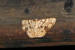 Heterostegane subtessellata