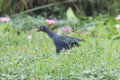 Porphyrio madagascariensis