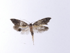 Tingena basella