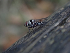 Anthomyia medialis