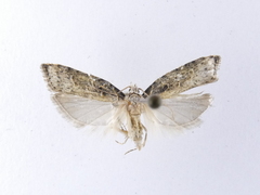 Izatha prasophyta