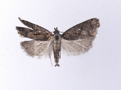 Cryptaspasma querula