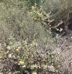 Aspalathus perfoliata