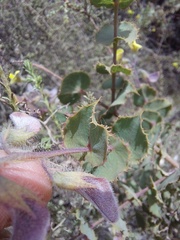 Aspalathus perfoliata