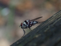 Anthomyia medialis