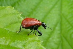 Apoderus coryli