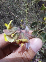 Aspalathus perfoliata