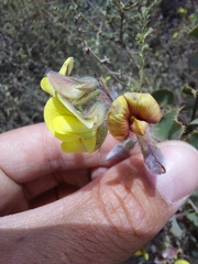 Aspalathus perfoliata