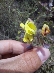 Aspalathus perfoliata